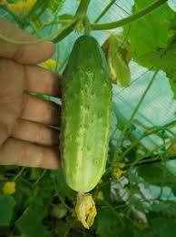 Agricultura-Germania 2025 - imagine 2