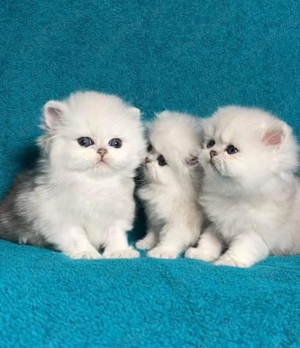 Pisici persane  - imagine 3