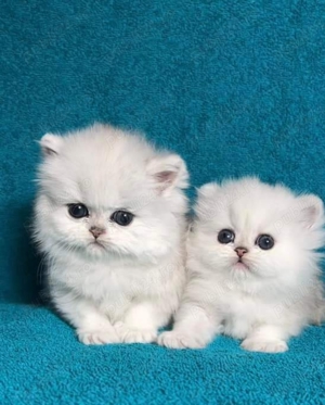 Pisici persane  - imagine 2