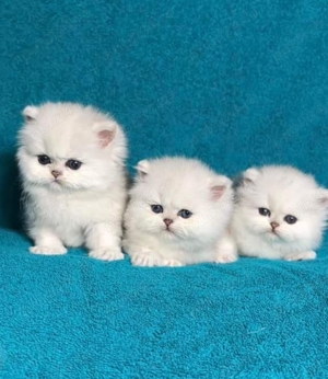 Pisici persane  - imagine 4
