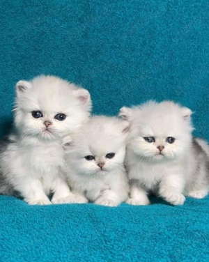 Pisici persane  - imagine 5
