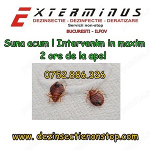 dezinsectie plosnite bucuresti nonstop