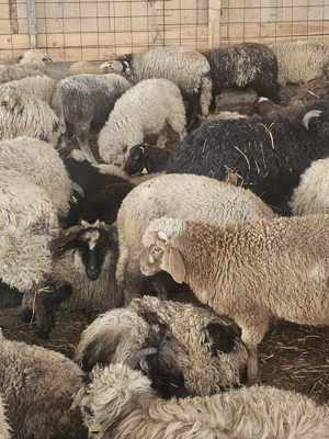 achiziti miei din toată România 