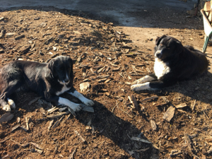 Ciobanesc corb - imagine 4