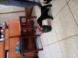 Pui Schnauzer Uriaș  - imagine 7