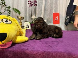 Vand pui cocker coker spaniel spaniol  american  - imagine 2