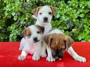 Vand pui de parson terrier terier