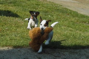 Vand pui de parson terrier terier - imagine 2 Vand pui de parson terrier terier - imagine 2