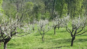 Vand teren+livada pomi fructiferi Aleea Castanilor - imagine 9