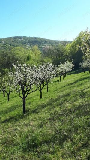 Vand teren+livada pomi fructiferi Aleea Castanilor - imagine 8