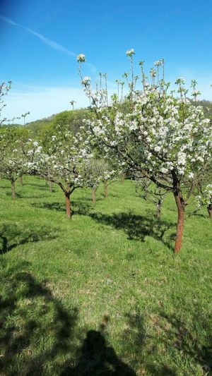 Vand teren+livada pomi fructiferi Aleea Castanilor - imagine 7