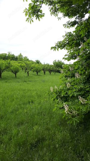 Vand teren+livada pomi fructiferi Aleea Castanilor - imagine 6