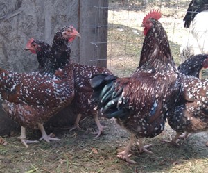 cocosei Sussex Portelan - imagine 5 cocosei Sussex Portelan - imagine 5