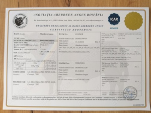 Taur AngusBlack - imagine 2