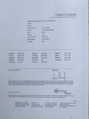 Taur AngusBlack - imagine 4