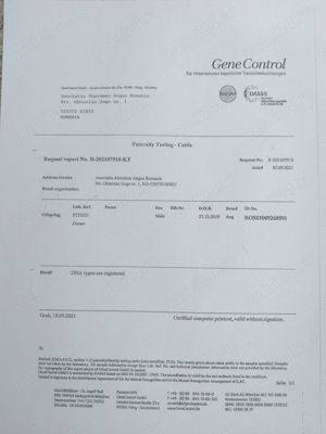 Taur AngusBlack - imagine 5