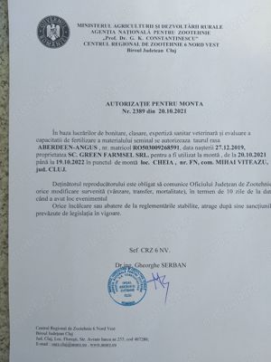 Taur AngusBlack - imagine 3