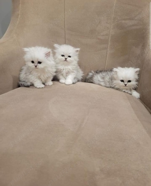 Pisici persane - imagine 3