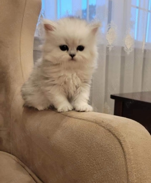 Pisici persane - imagine 2