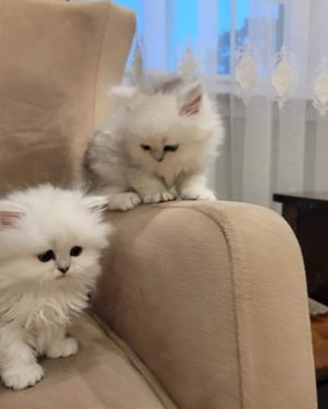 Pisici persane - imagine 4