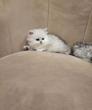 Pisici persane - imagine 5