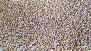 PORUMB IRIGAT, boabe, vărsat sau la sac, 2024, 1.5 lei kg negociabil, 20 Tone, sat Sahateni, BZ