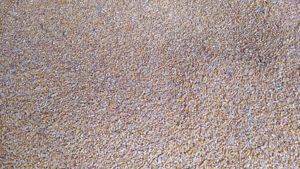 PORUMB IRIGAT, boabe, vărsat sau la sac, 2024, 1.4 lei kg negociabil, 18 Tone, sat Sahateni, BZ - imagine 2