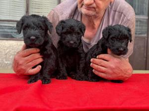 Pui Schnauzer Uriaș  - imagine 5