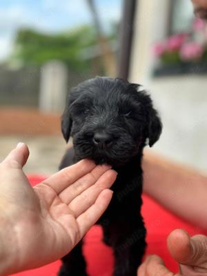 Pui Schnauzer Uriaș  - imagine 8