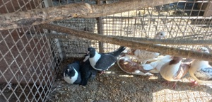 Vând pui porumbei găinari. - imagine 2