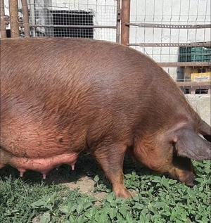 DUROCI disponibili ptr arvunit, CRĂCIUN - imagine 5