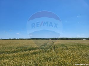 Teren intravilan 36500 mp Ciolpani, f.s 105 ml.