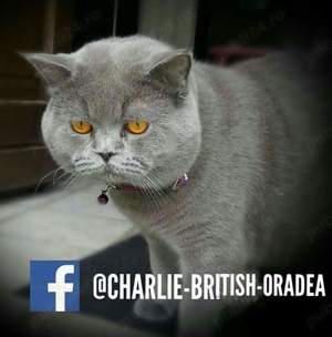 pui fetiță British Shorthair ORADEA  - imagine 5