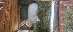 Vând iepuri Uriaș German alb - imagine 2