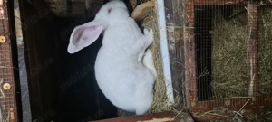 Vând iepuri Uriaș German alb - imagine 4