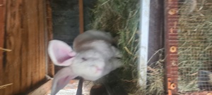 Vând iepuri Uriaș German alb - imagine 5