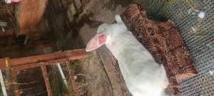 Vând iepuri Uriaș German alb - imagine 8