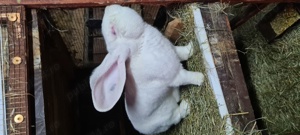 Vând iepuri Uriaș German alb - imagine 7