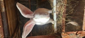 Vând iepuri Uriaș German alb - imagine 3