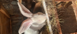 Vând iepuri Uriaș German alb - imagine 9