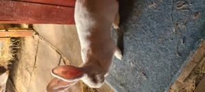 Vând iepuri Uriaș German alb - imagine 10