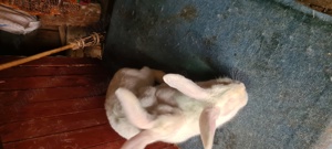 Vând iepuri Uriaș German alb - imagine 6