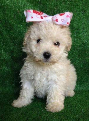 Căței Caniche apricot Red Asigur transport