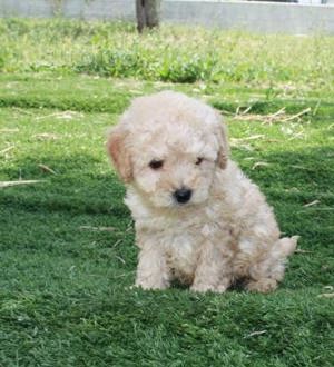 Super ofertă! 1500lei Căței Caniche Pudel Barboncino disponibili imediat rasă pură.Asigur transport! - imagine 2