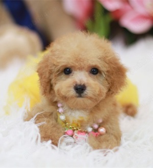 OFERTĂ ! Barboncino 1500 lei - imagine 3