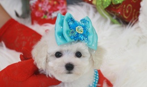 OFERTĂ ! Barboncino 1500 lei - imagine 2