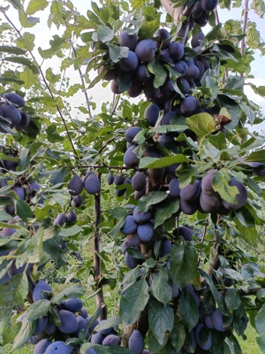 Vând țuică de prune  - imagine 2