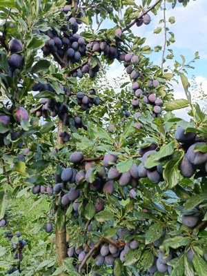 Vând țuică de prune  - imagine 3