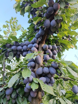 Vând țuică de prune  - imagine 4