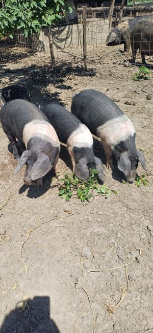 Porci  Bazna  cu certificat de origine.  - imagine 3